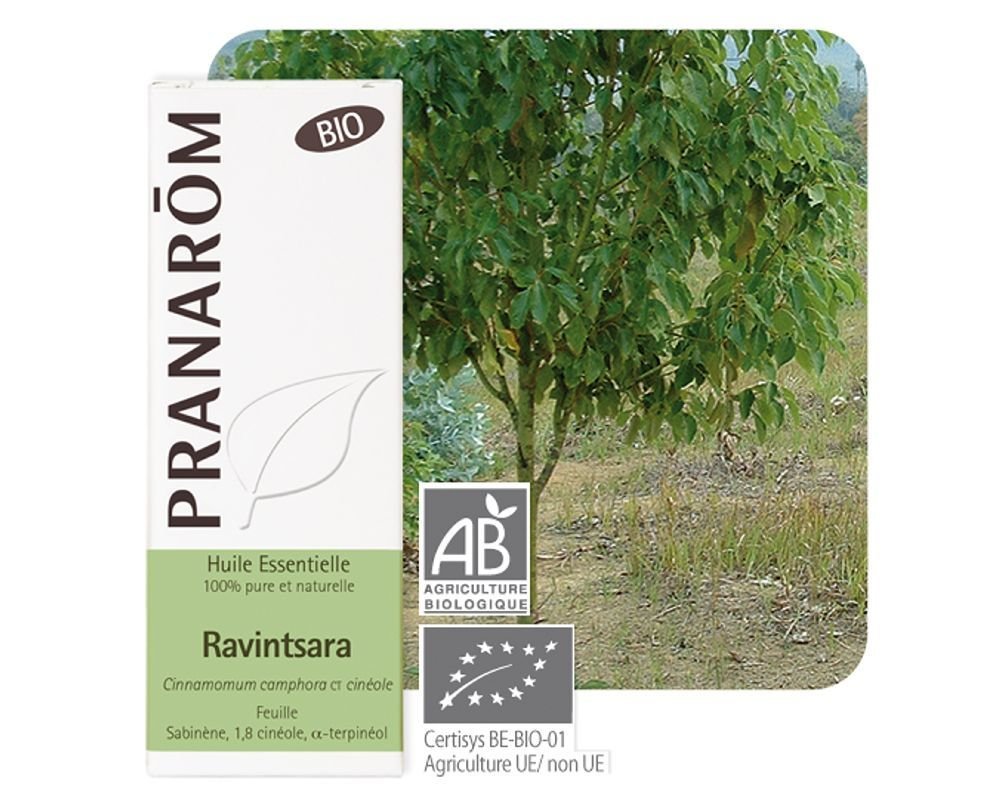 Huile Essentielle Ravintsara Biologique - Cinnamomum Camphora