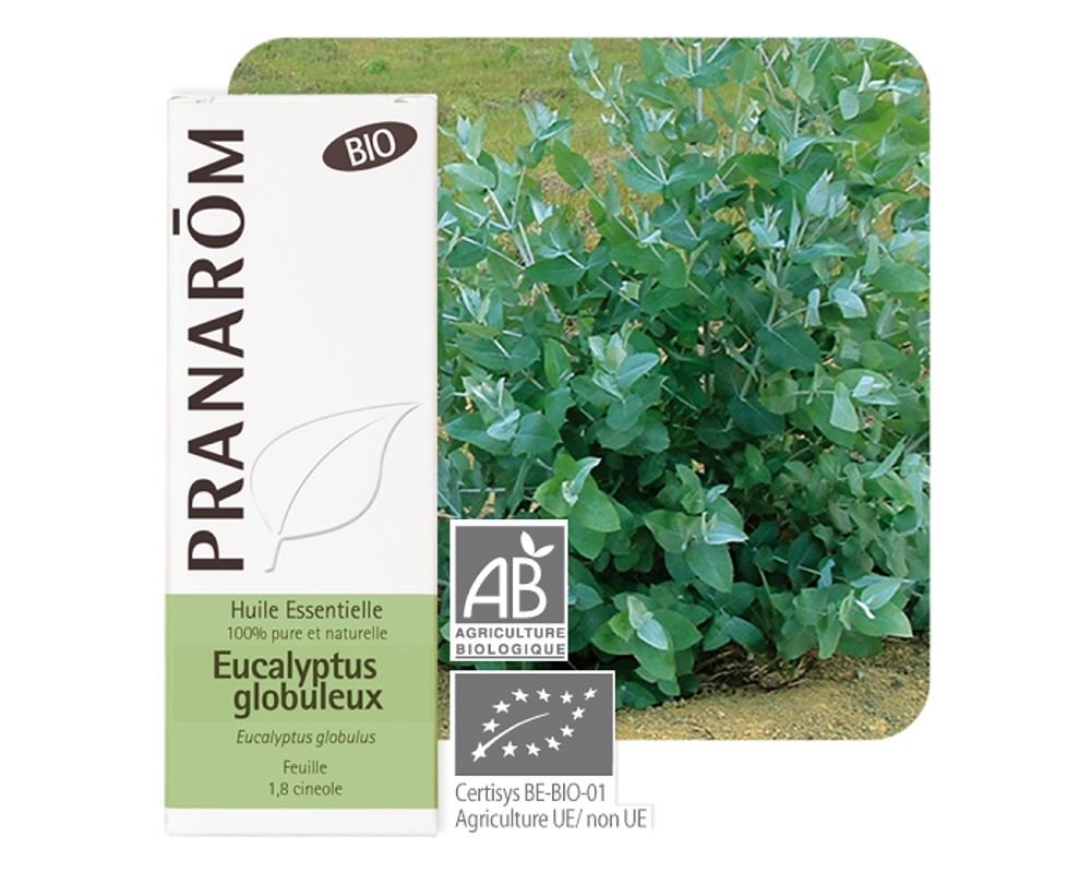 Huile essentielle Eucalyptus Globulus bio - 10ml