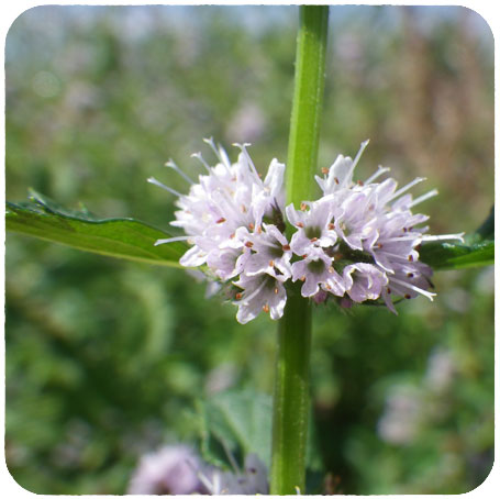 Menthe des champs huile essentielle